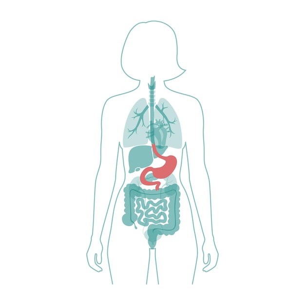 여성의 몸 의료 평면 벡터 고립 된 그림에서 위 해부학. 여자 실루엣