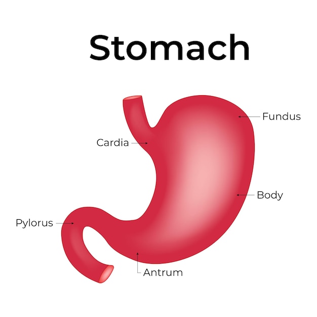 Stomach anatomy vector illustration