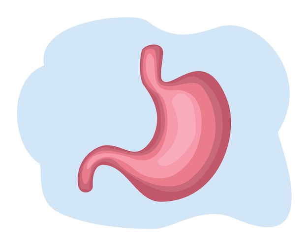 stomach cartoon vector illustration stomach icon stomach flat design cartoon human organs