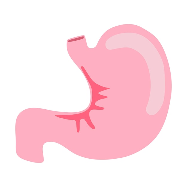 Stomach human internal organ anatomy vector illustration flat design