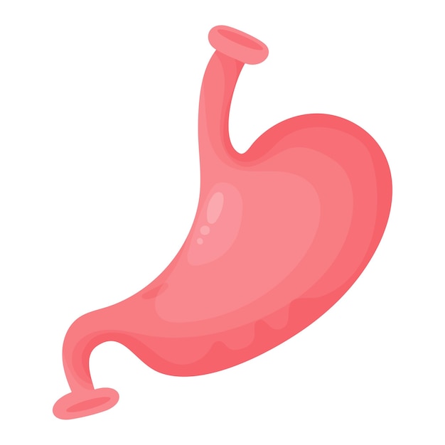 Stomach Human organ of gastrointestinal tract in flat cartoon style Anatomy concept