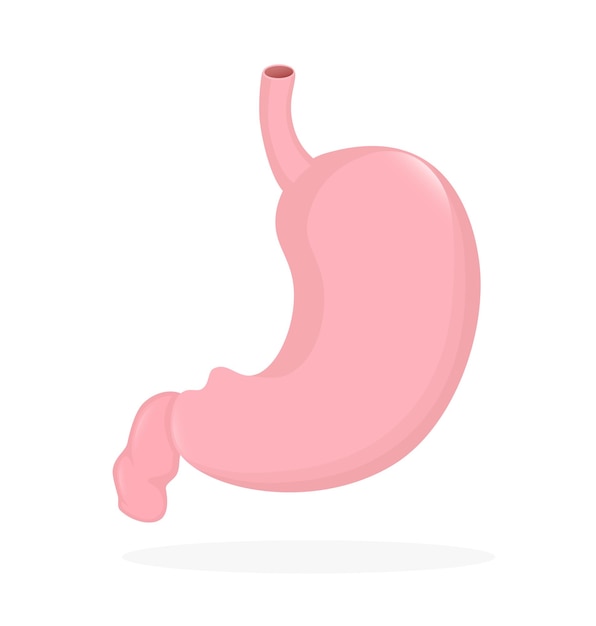 Stomach organ flat cartoon vector illustration health care concept isolated vector icon human