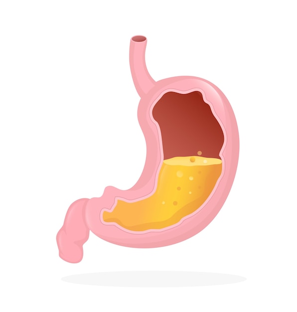 Organo dello stomaco illustrazione vettoriale a cartoni animati piatti concetto di assistenza sanitaria icona vettore isolato umano