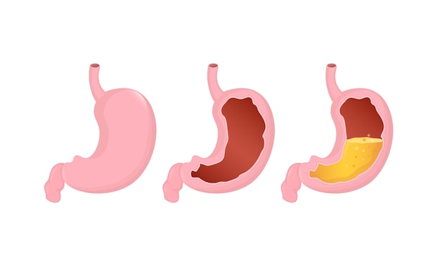 Organo dello stomaco illustrazione vettoriale a cartoni animati piatti concetto di assistenza sanitaria icona vettore isolato umano