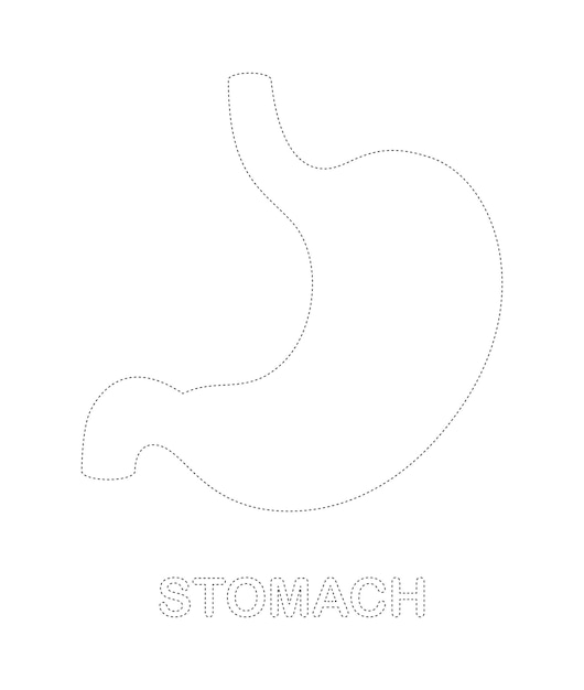 Vector stomach tracing worksheet for kids