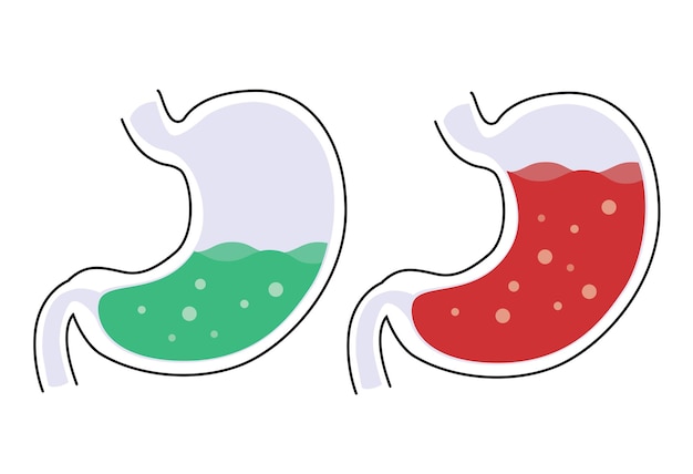 Vector the stomach vector design is used in medicine and science to illustrate the human stomach