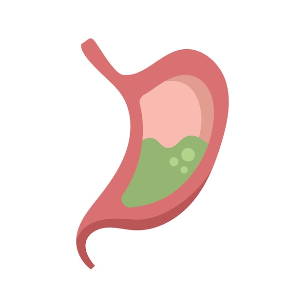 stomach vector illustration on white backgroundhuman illustration of body organs