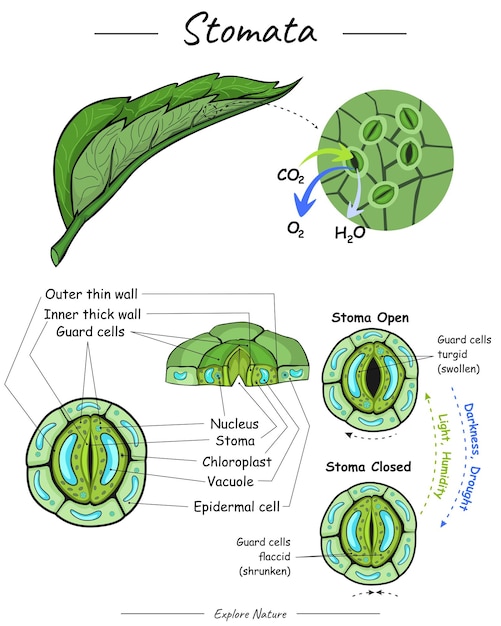 Funzione degli stomi e illustrazione