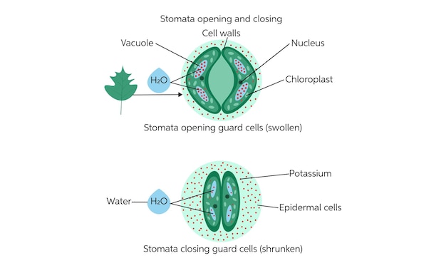 ベクトル ストマタの守護細胞の開閉