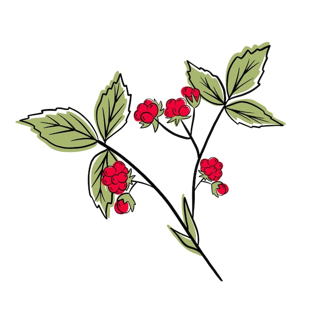 스톤 베리 벡터 세트 붉은 달콤한 열매와 녹색 잎