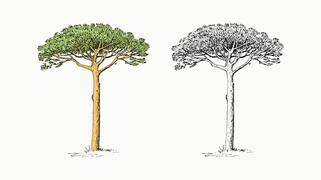 Кедр в винтажном стиле национальный символ греции рисованной