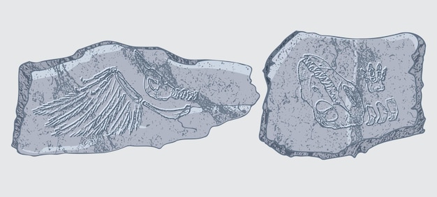 先史時代の動物昆虫や植物の骨格の痕跡を持つ石 灰色の考古学の亀裂岩の破片の破片の岩 現実的な手描きの芸術のベクトル図のセット