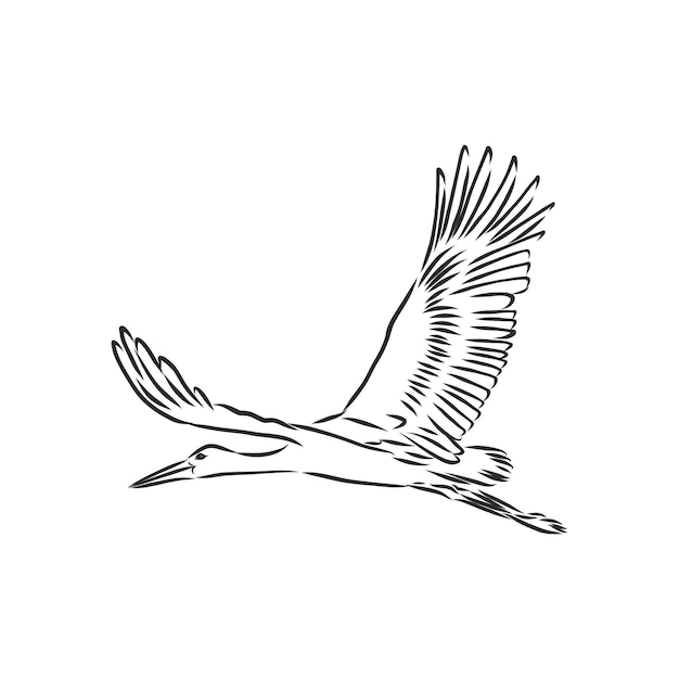 Stork sketch vector illustration Hand sketching a stork for a design stork