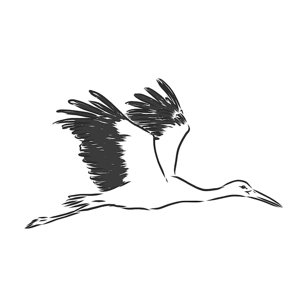 Stork sketch vector illustration Hand sketching a stork for a design stork