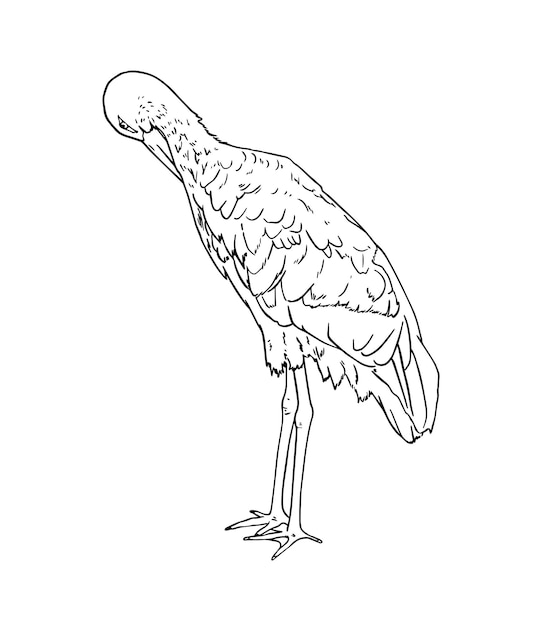 Stork with long straight beak longlegged migratory bird animal with feathers doodle line cartoon coloring