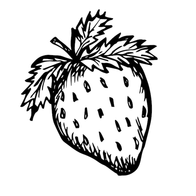 Strawberry berry isolated on a white background Sketch drawn by hand