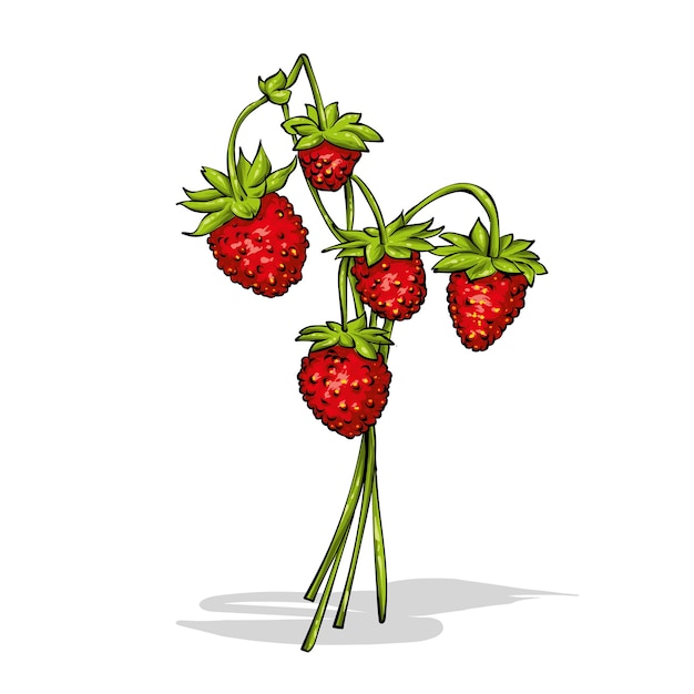 Vector strawberry branches with berries and leaves