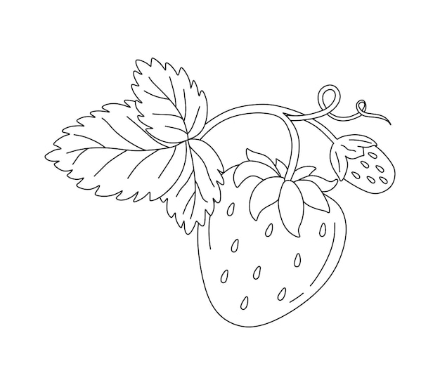 Vector strawberry doodle vector coloring book for kids