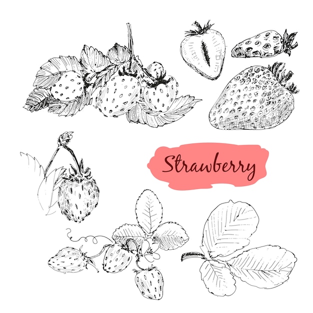 Vector strawberry drawing set