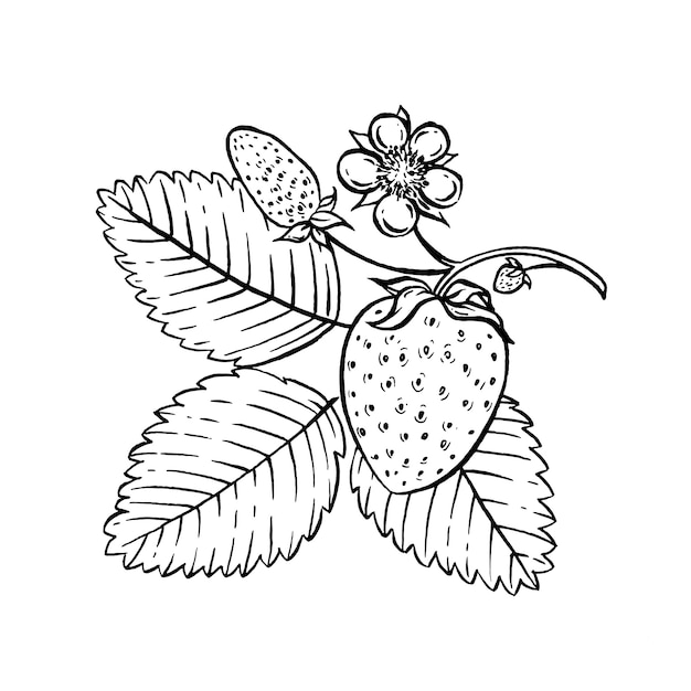 Strawberry drawing