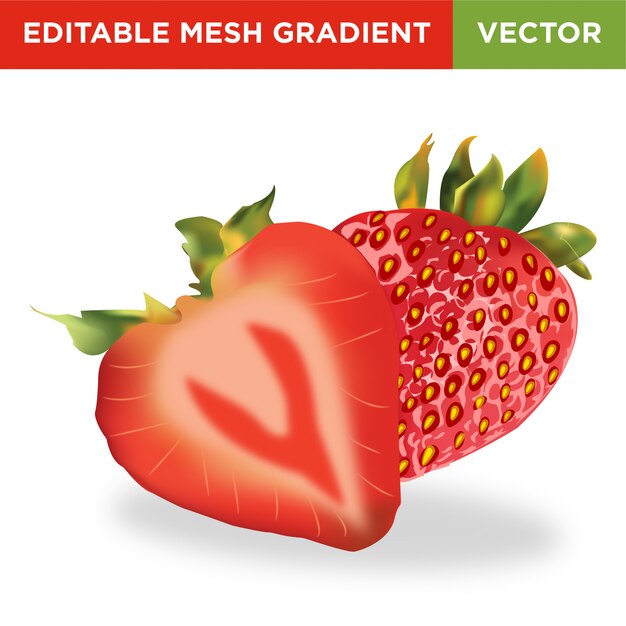 Vector strawberry fruit illustration