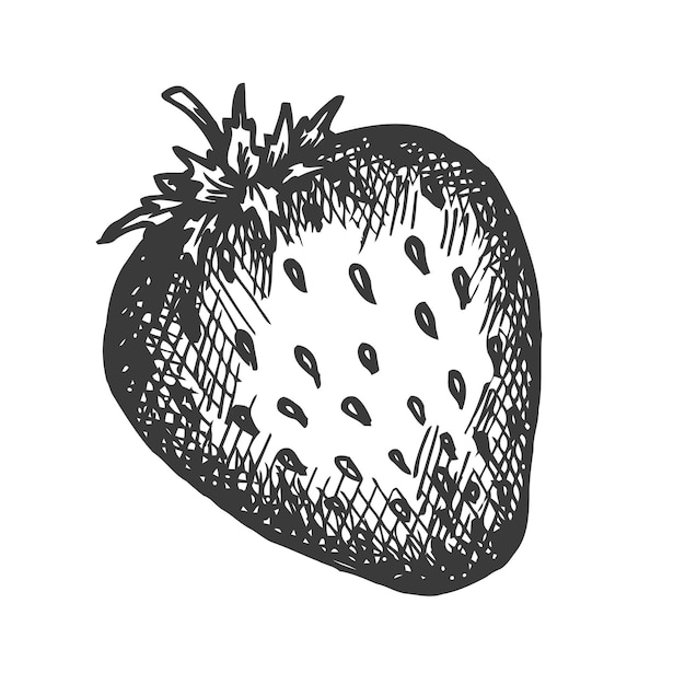 Vector strawberry hand drawn  illustration.