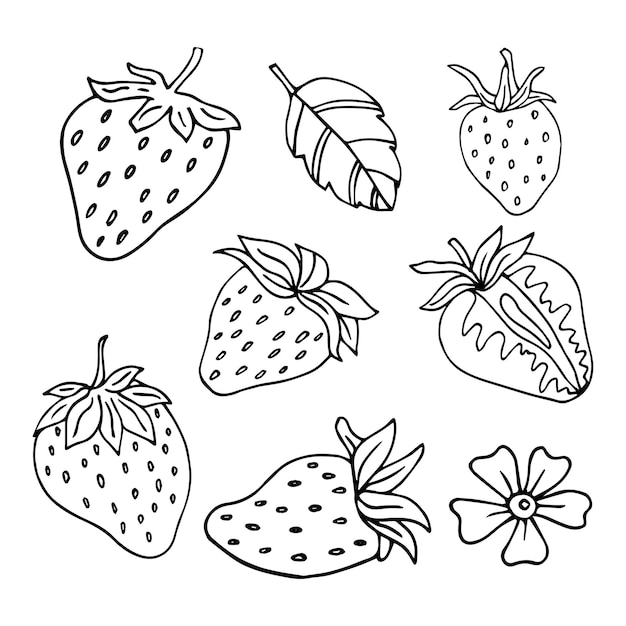 Illustrazione vettoriale disegnata a mano di fragola. illustrazione vettoriale. bianco e nero