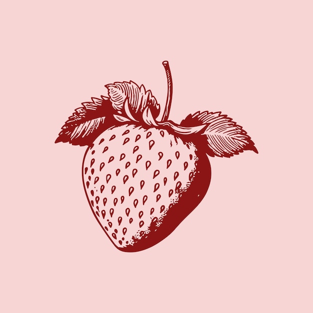 Strawberry illustration hand drawn vintage vector