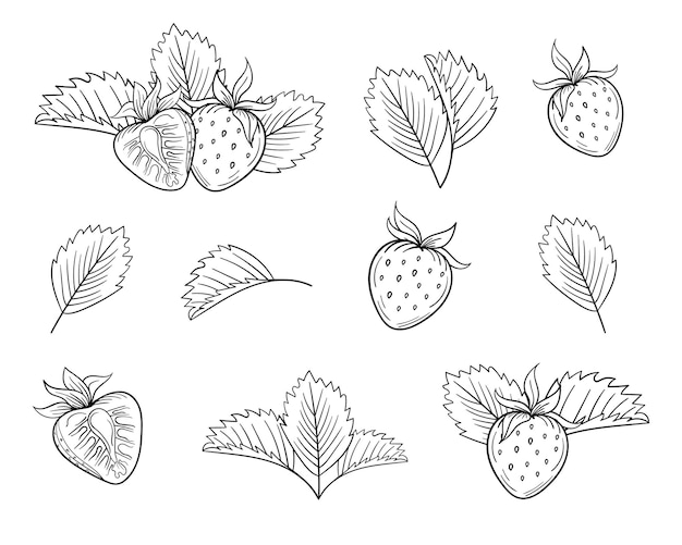 Strawberry isolated hand drawn set