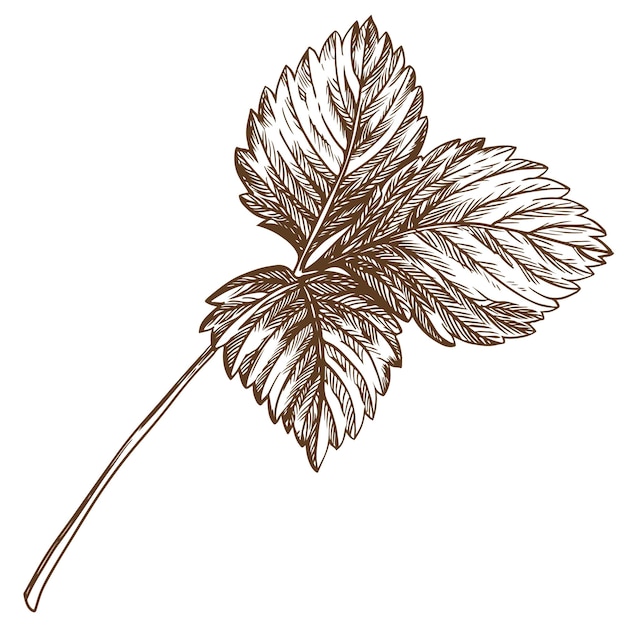 ストロベリーの葉 刻技術を使って植物の細部を手で描いた植物インクで描いた絵ベクトル薬草ビタミン茶の成分レトロスタイルエコ製品のパッケージのためのイラスト