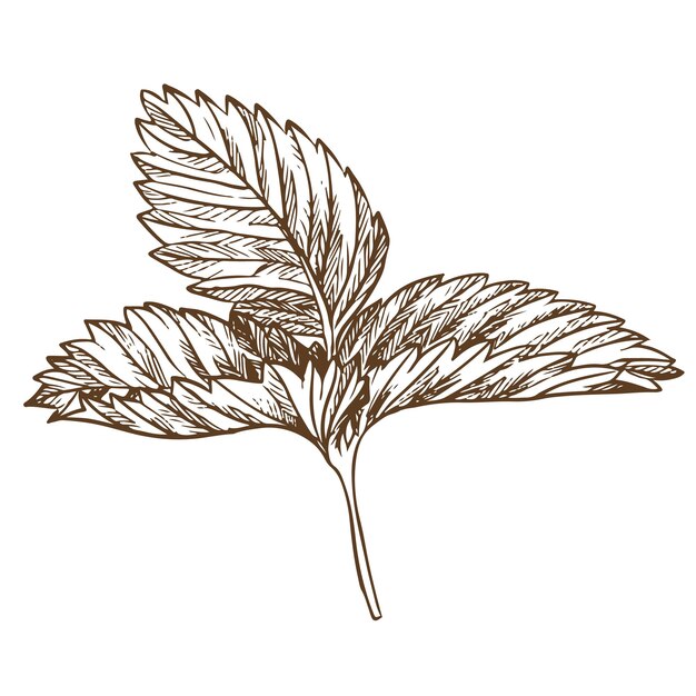 Strawberry leaf using engraving technique Hand drawn botanical ink drawing of a plant fine details Vector medicinal herbs vitamin tea ingredient Retro style Illustration for eco product packaging