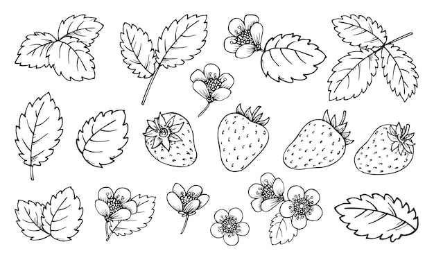 strawberry line set black and white berries leaves flowers cartoon hand drawn plant elements for print coloring book page scrapbooking stamps laser engraving badge pins foil diy card tag label