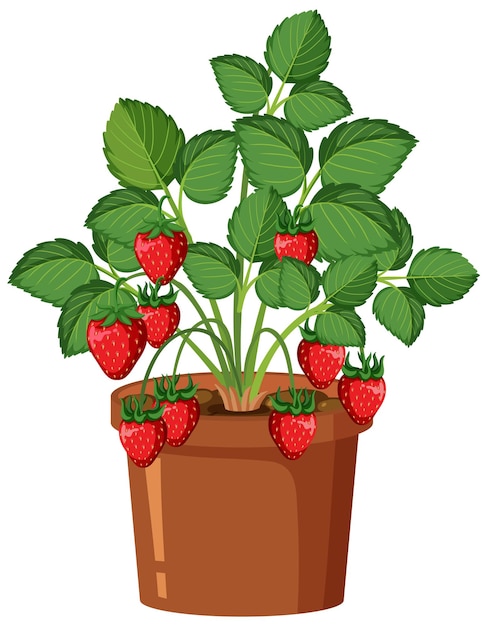 Vector strawberry plant isolated growing in the pot