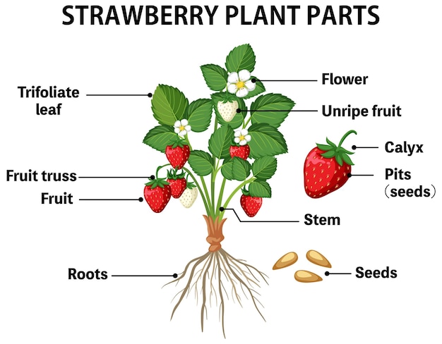 Vector strawberry plant parts diagram