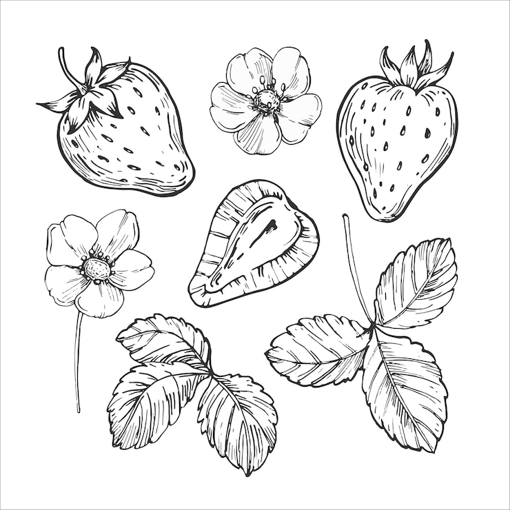 Vector strawberry set of vector black and white illustrations hand drawn with ink