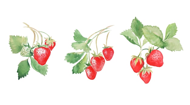 Strawberry, strawberries with leaves, red berries, dessert, watercolor