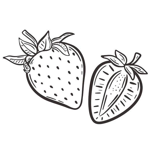 Vector strawberry whole and half sketch vector illustration