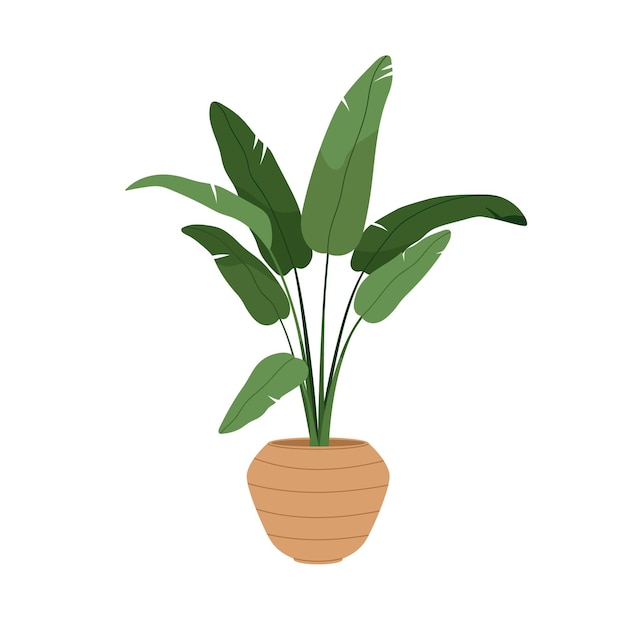 Strelitzia alba, kamerplant in pot met groot groen blad. Paradijsvogelboom in plantenbak. Interieur kamerplant groeit in vloer bloempot. Platte vectorillustratie geïsoleerd op een witte achtergrond