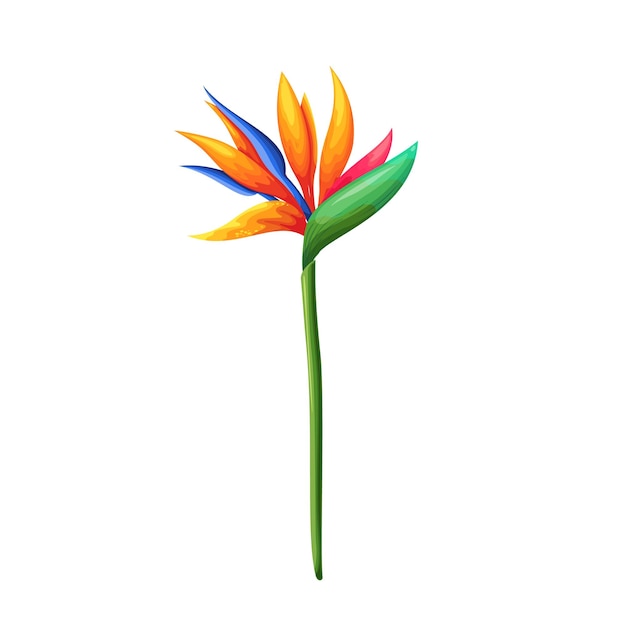 Strelitzia 또는 낙원의 새