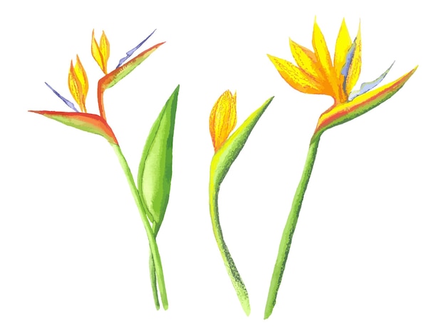 Strelitzia bloem aquarel clipart