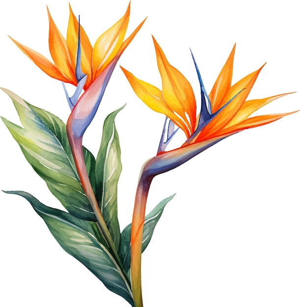 Strelitzia bloemen aquarel