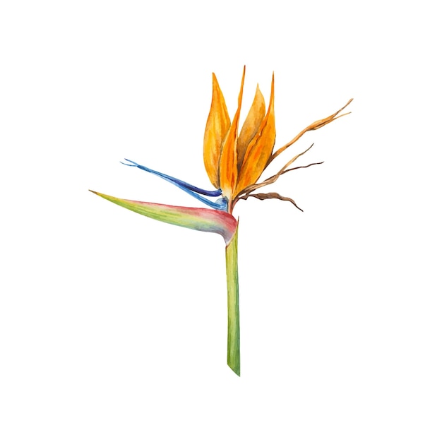 Strelitzia flower also known as Bird of Paradise watercolor illustration