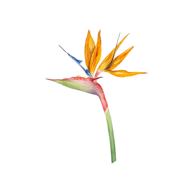 Strelitzia flower also known as Bird of Paradise watercolor illustration