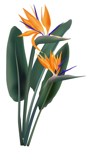 Strelitzia Reginae 꽃 벡터 일러스트 컬렉션 흰색 절연