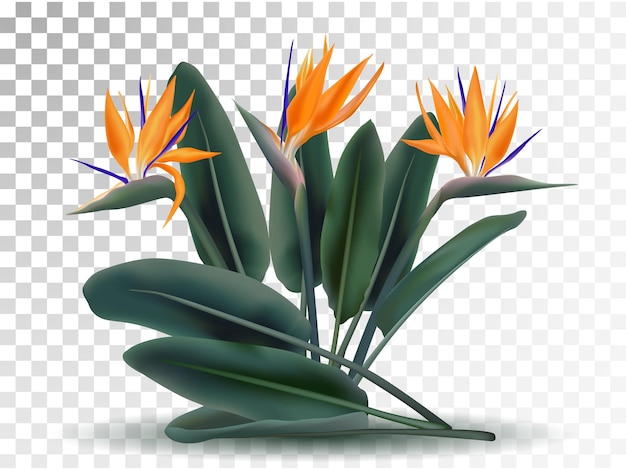 Strelitzia reginae tropical flower vector illustration isolated on transparent background