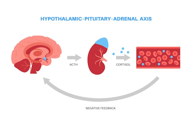 Stress respons systeem. hypothalamische hypofyse bijnieras. bijnier en hypofyse concept