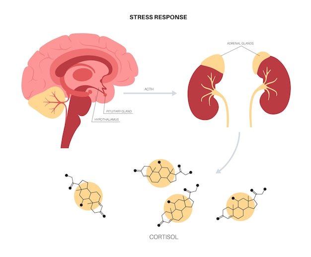 Stress respons systeem. Hypothalamische hypofyse bijnieras. bijnier en hypofyse concept