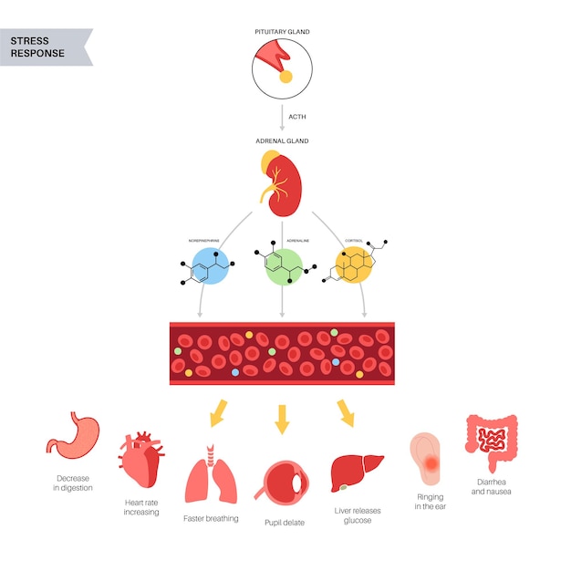 Stress respons systeem. Hypothalamische hypofyse bijnieras. bijnier en hypofyse concept