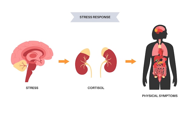 스트레스 반응 시스템. 시상하부 뇌하수체 부신 축. 부신과 뇌하수체 개념