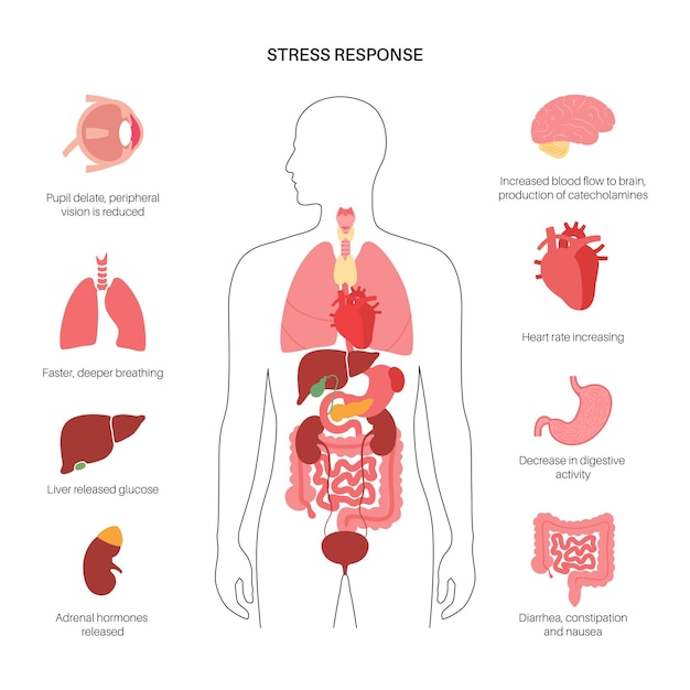 Stress response system. hypothalamic pituitary adrenal axis. adrenal and pituitary glands concept